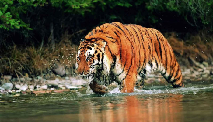 Assam Wildlife