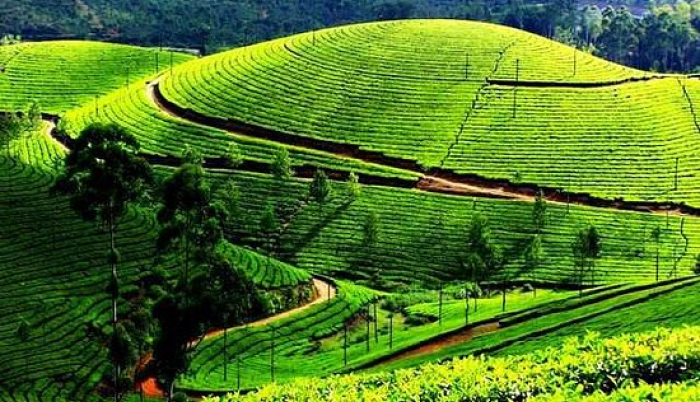 Darjeeling Kalimpong Gangtok