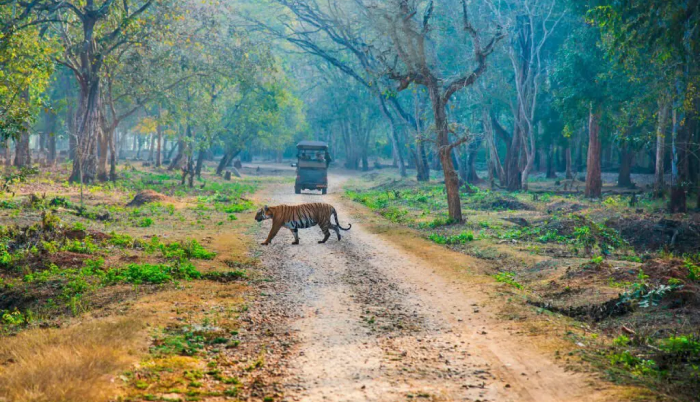 Mysore-Nagarhole-And-Ooty